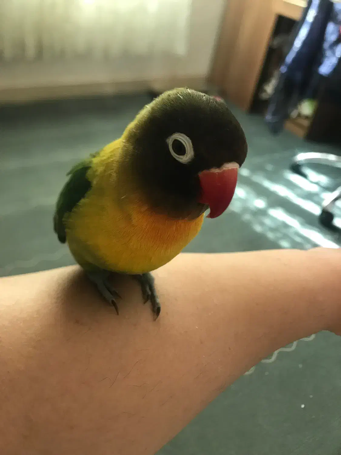 پرنده عروس هلندی طوطی برزیلی|پرنده|محمدیه-قزوین, |دیوار