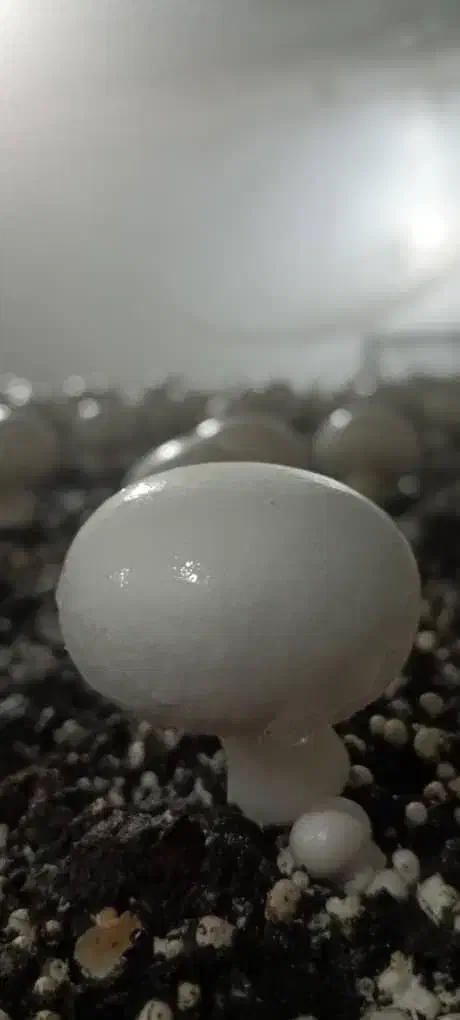 کمپوست قارج دکمه ای آماده بذرپاشی شده|عمدهفروشی|دزفول, |دیوار