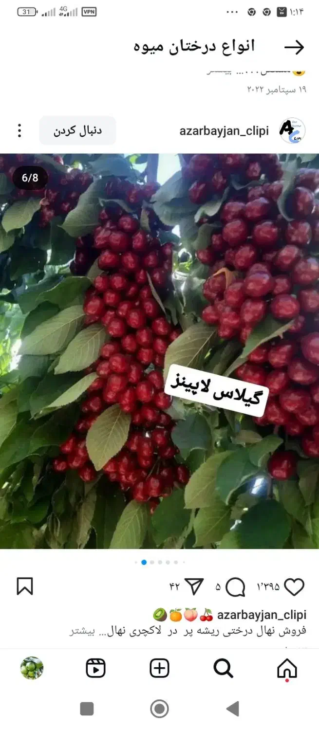 فروش بهترین نهال های پیوندی از یک تا پنج ساله|خدمات باغبانی و درختکاری|اصفهان, احمدآباد|دیوار
