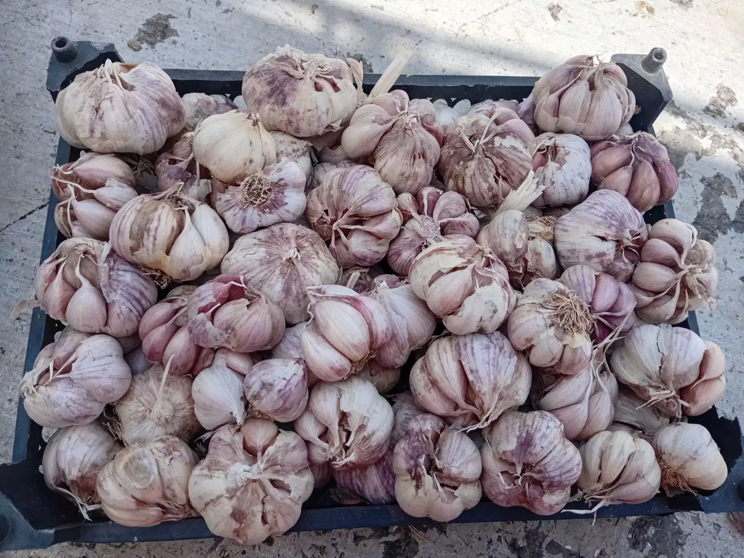 سیر|خوردنی و آشامیدنی|قروه, |دیوار
