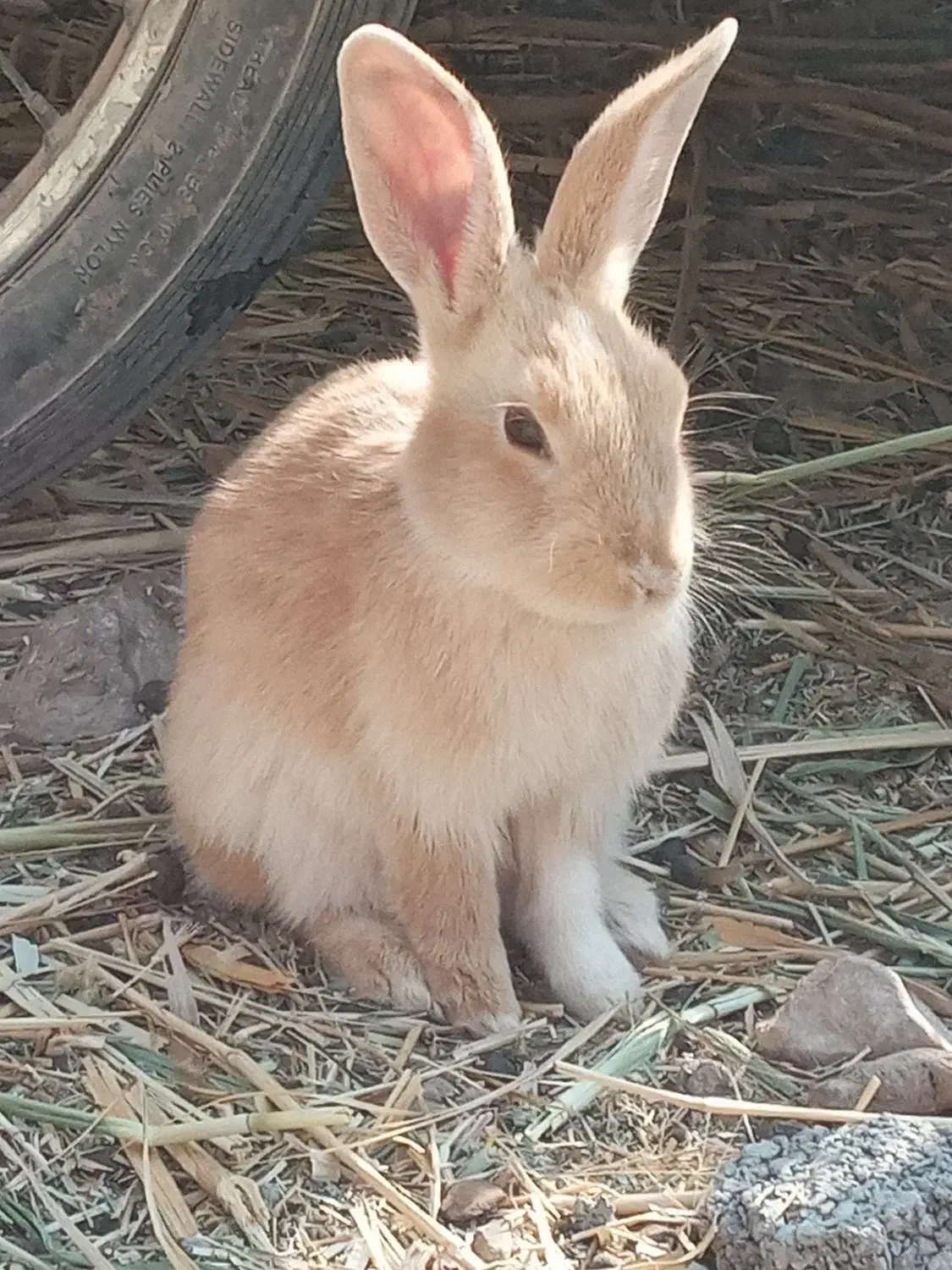 خرگوش|موش و خرگوش|کرمان, |دیوار