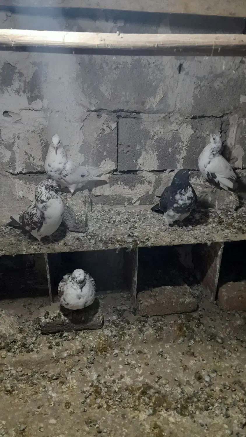 کفتر تهرانی پنج تا|پرنده|مشگین شهر, |دیوار