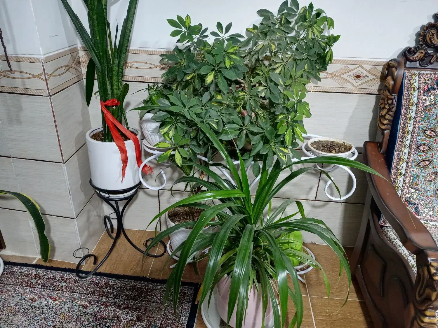 سه عدد گل زیبا وبزرگ شفلرا پاندوس سانسواریا|گل و گیاه طبیعی|کرمان, |دیوار