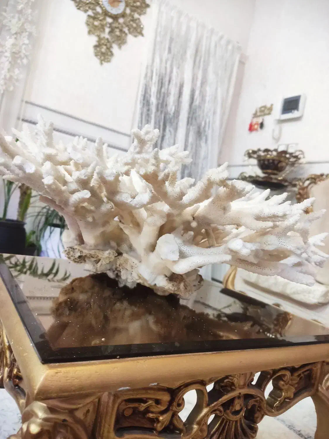 مرجان شاخ گوزنی|ماهی|قم, حنیف نژاد|دیوار