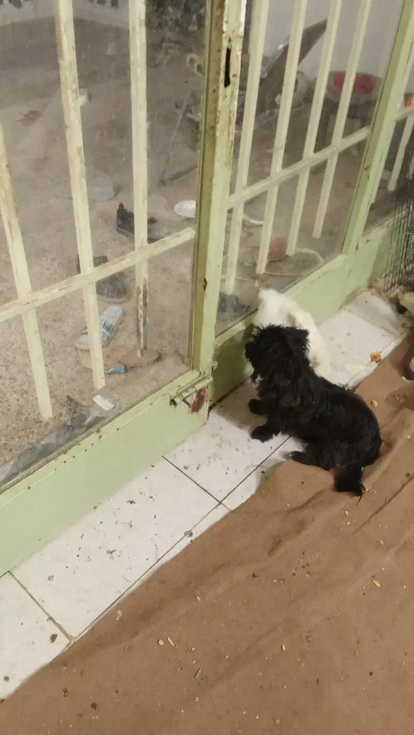 سگ سیاه|سگ|شهرضا, |دیوار