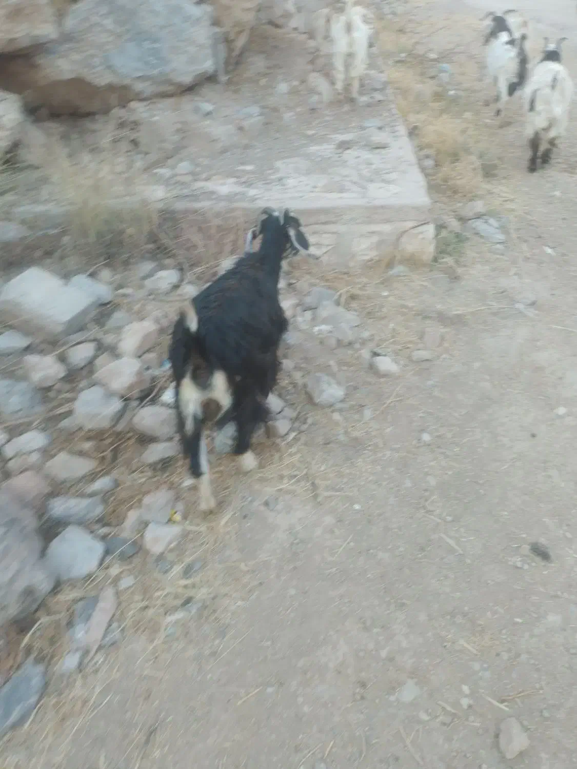 بز زاییده وابستن|حیوانات مزرعه|ناغان, |دیوار