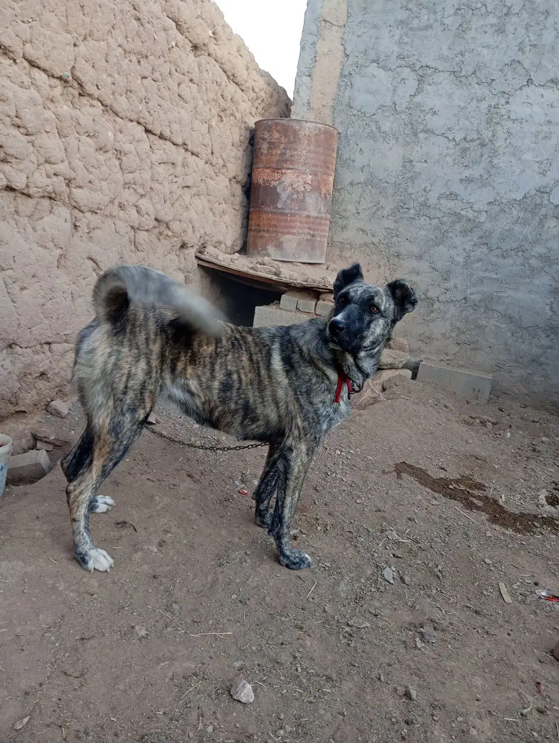 سگ ماده دهن پاک|سگ|دلیجان, |دیوار