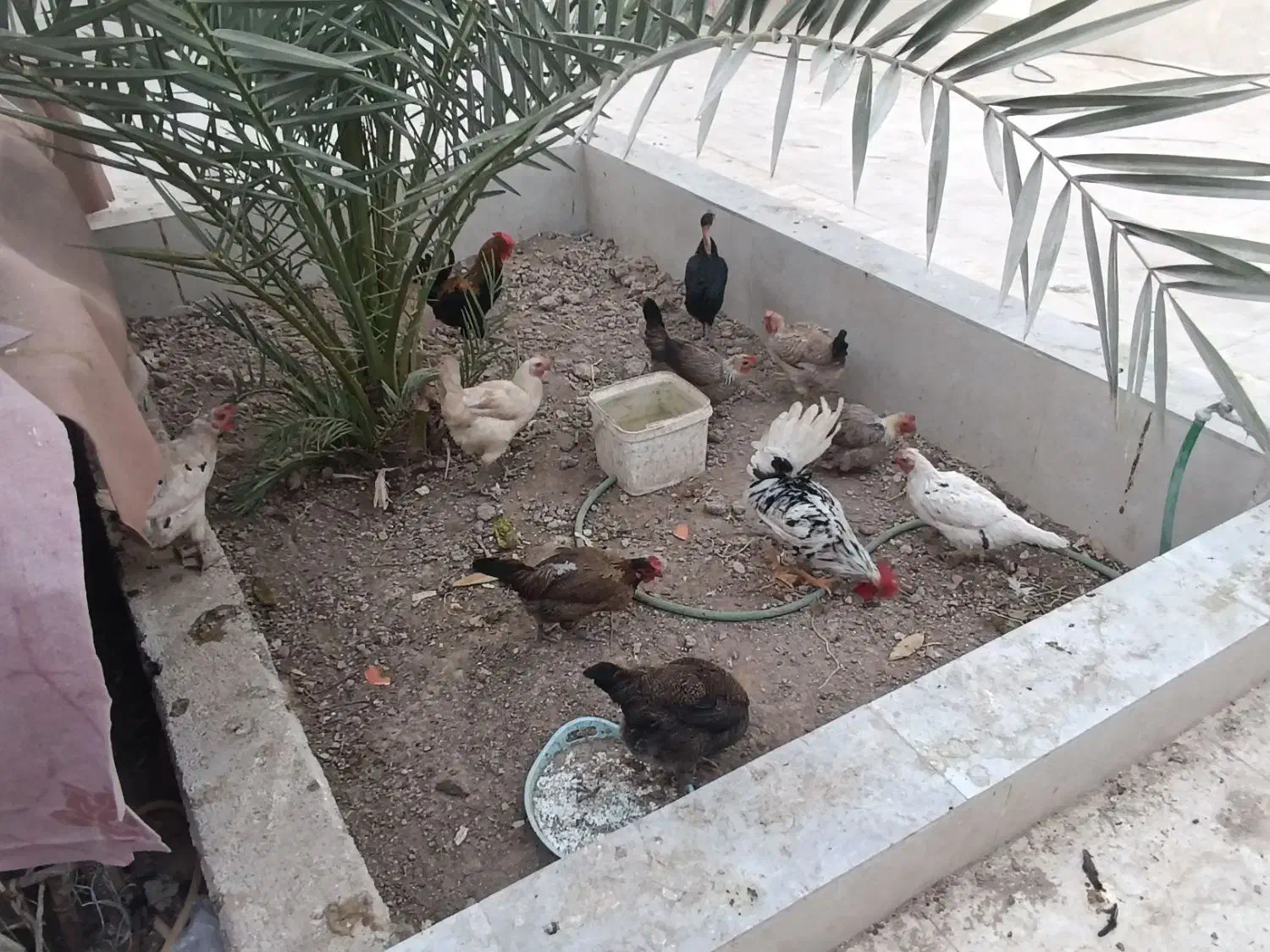 مرغ و خروس اصیل تخم گذار|حیوانات مزرعه|بندر امام خمینی, |دیوار