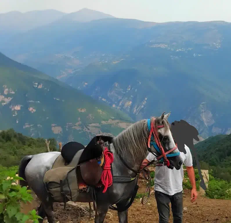 اسب|اسب و تجهیزات اسب‌سواری|رامسر, |دیوار