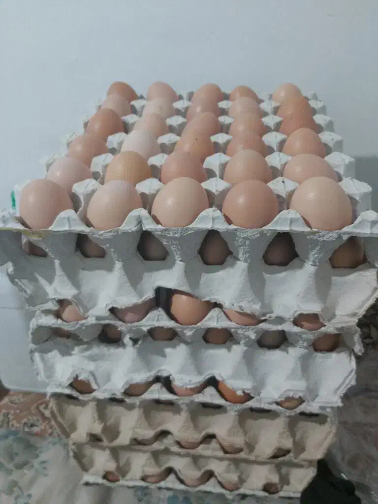 تخم مرغ محلی|خوردنی و آشامیدنی|قزوین, |دیوار