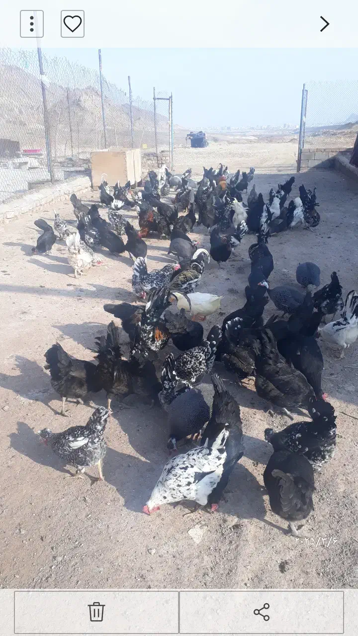 اسب  الاغ مرغ خروس گلین|حیوانات مزرعه|قم, قلعه صدری|دیوار