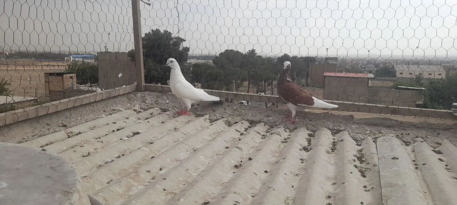 کبوتر|پرنده|کرج, گلدشت|دیوار