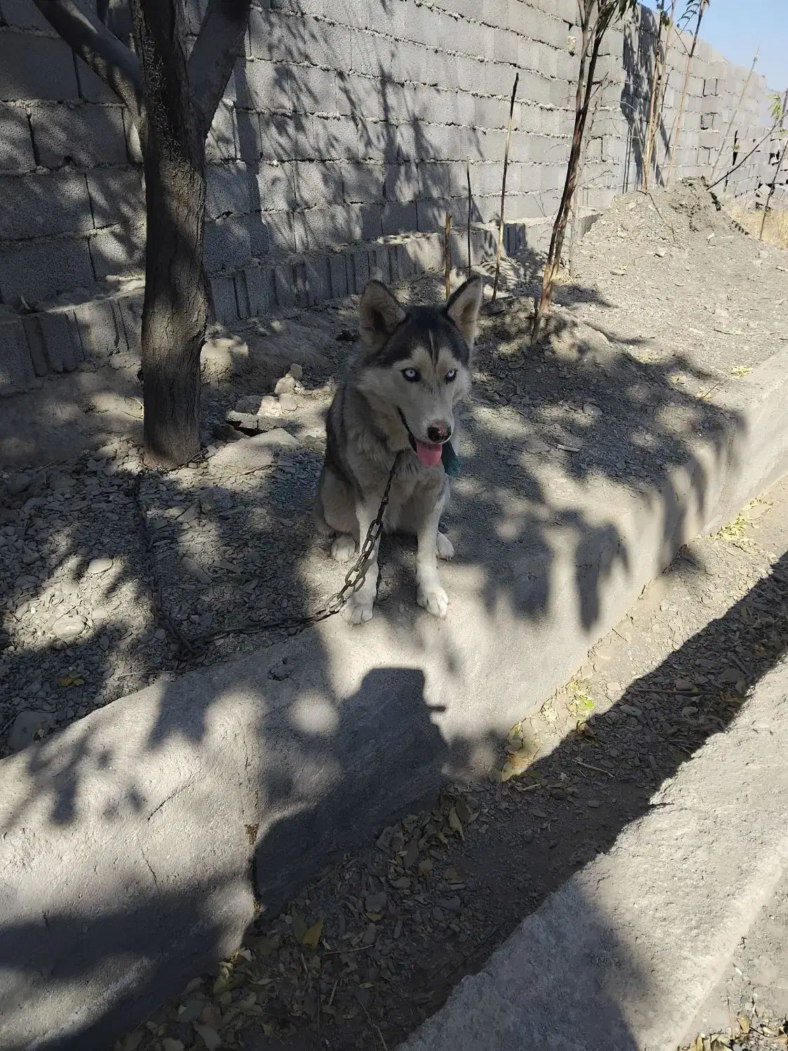 سگ هاسکی ماده|سگ|مشهد, طرق|دیوار