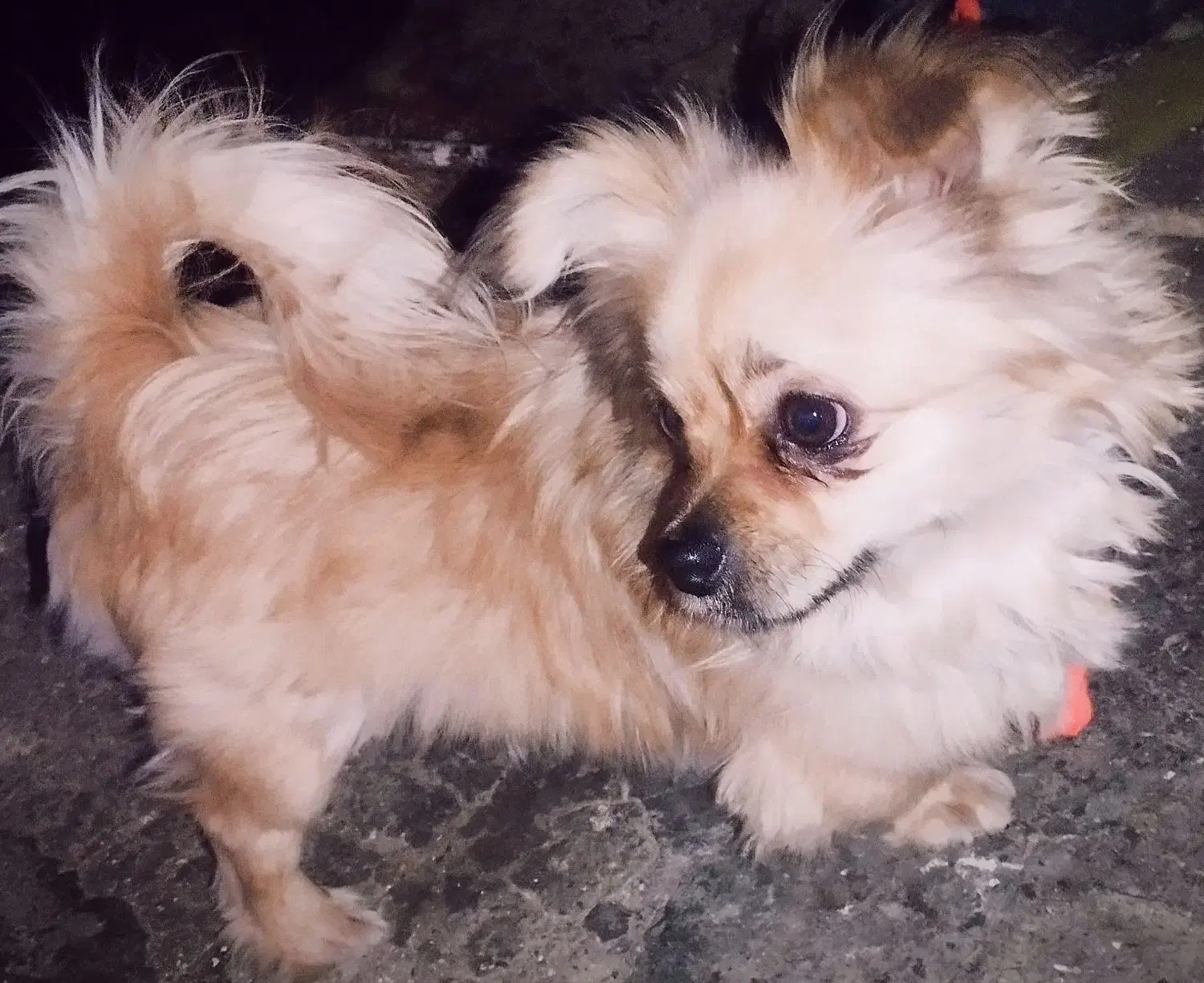 سگ اشپیتز|سگ|اسلامآباد غرب, |دیوار