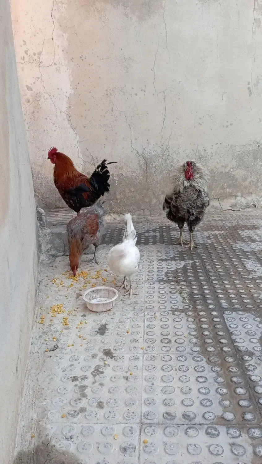 مرغ و خروس درجه یک|حیوانات مزرعه|ملکشاهی, |دیوار