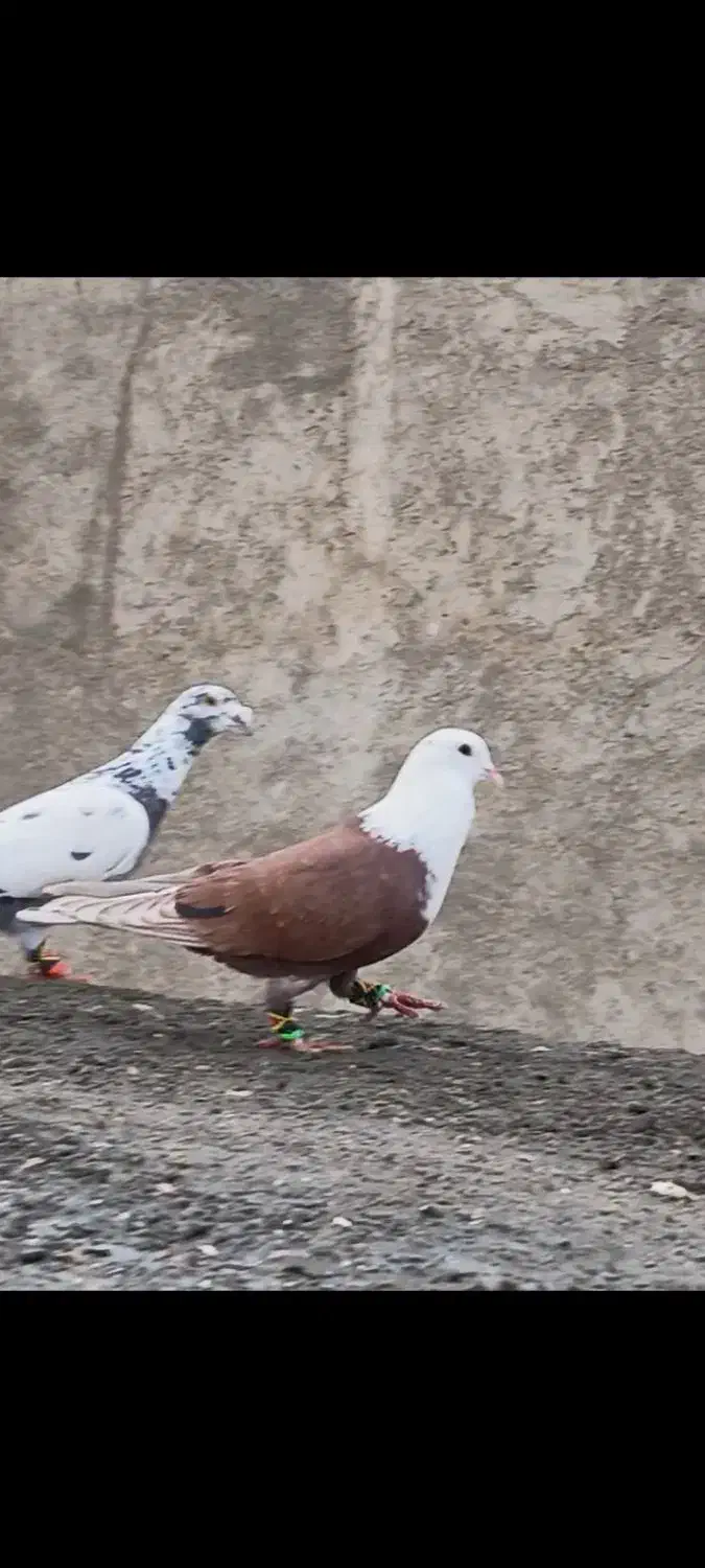 کبوتر کربلایی سرخ|حیوانات|بجنورد, |دیوار