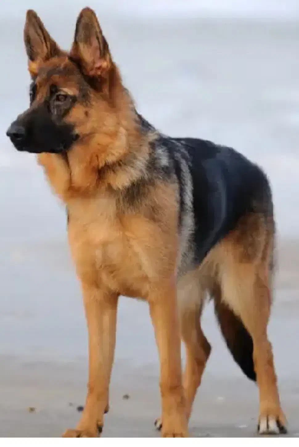 سگ ژرمن گم شده|حیوانات|ارومیه, |دیوار