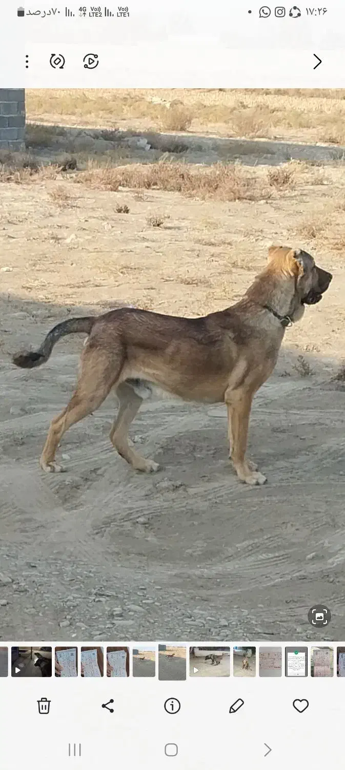 سگ سرابی|سگ|گلستان (تهران), |دیوار