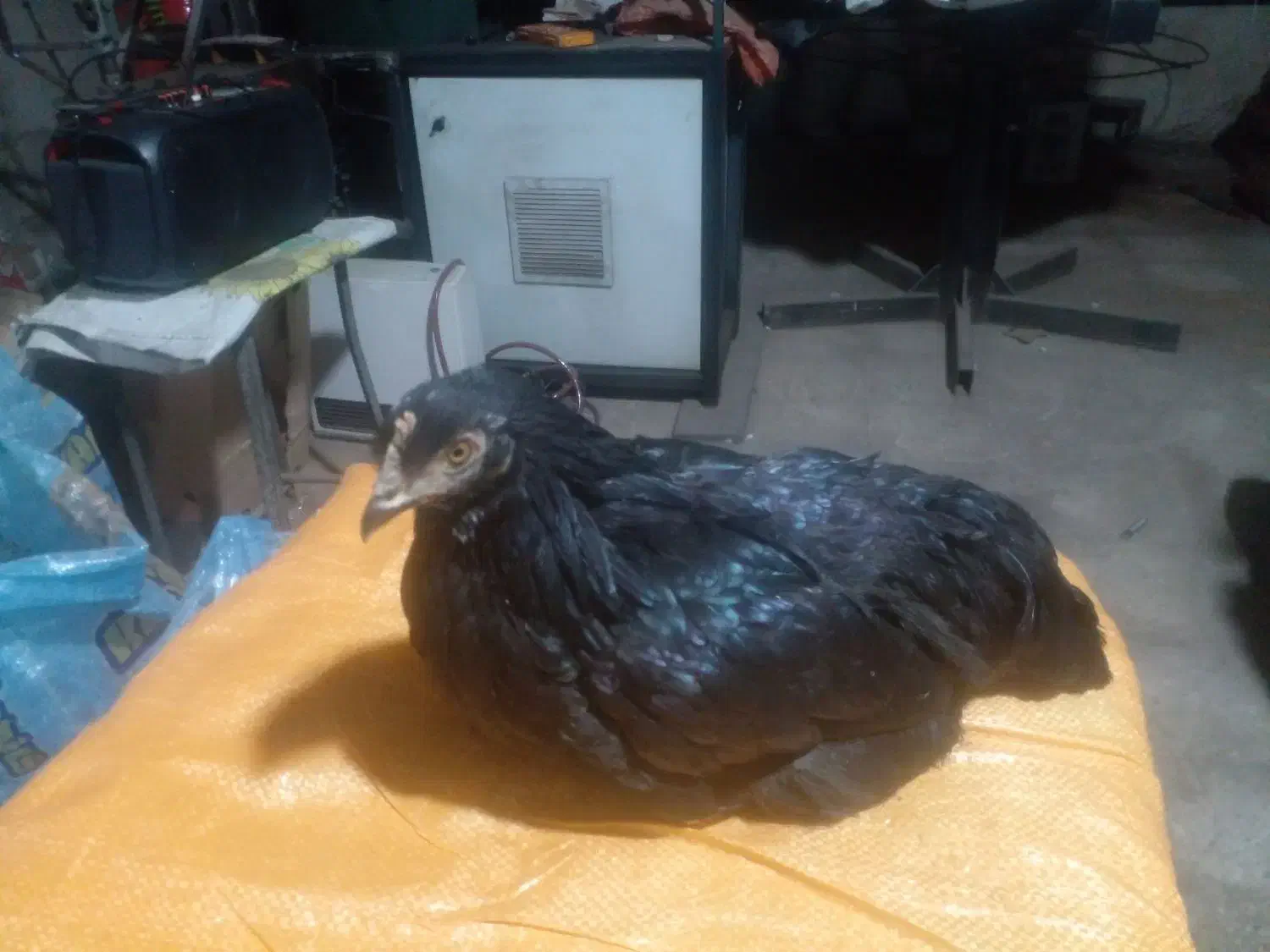 مرغ فروشی|حیوانات مزرعه|قم, باغ کرباسی|دیوار