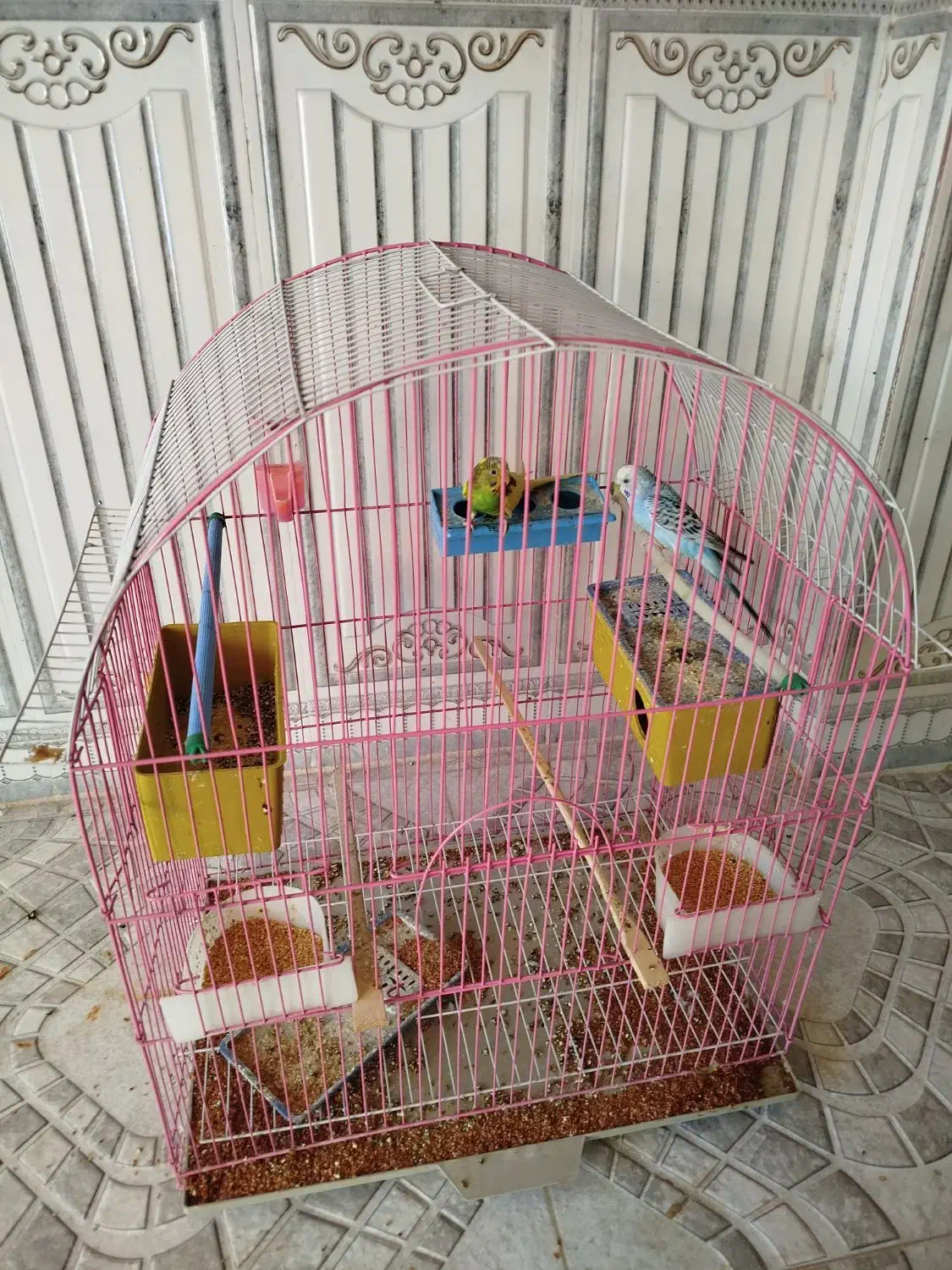 جفت مرغ عشق|پرنده|ساوه, |دیوار