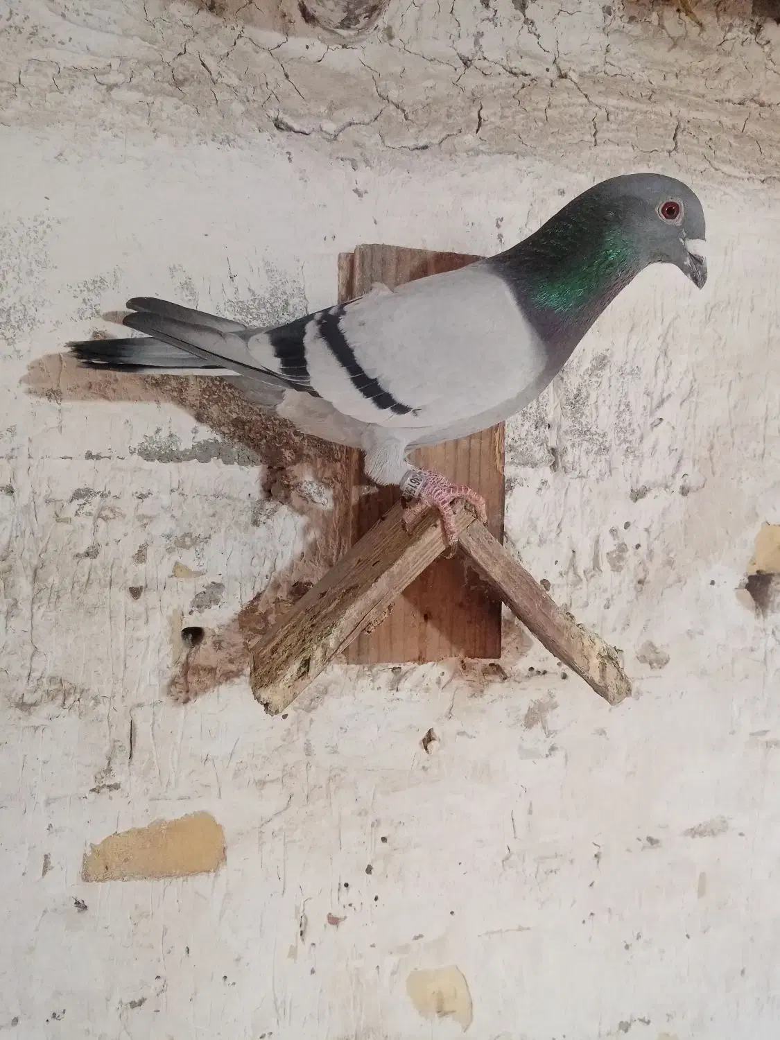 کبوتر جوجه پلاکی|پرنده|باوی, |دیوار