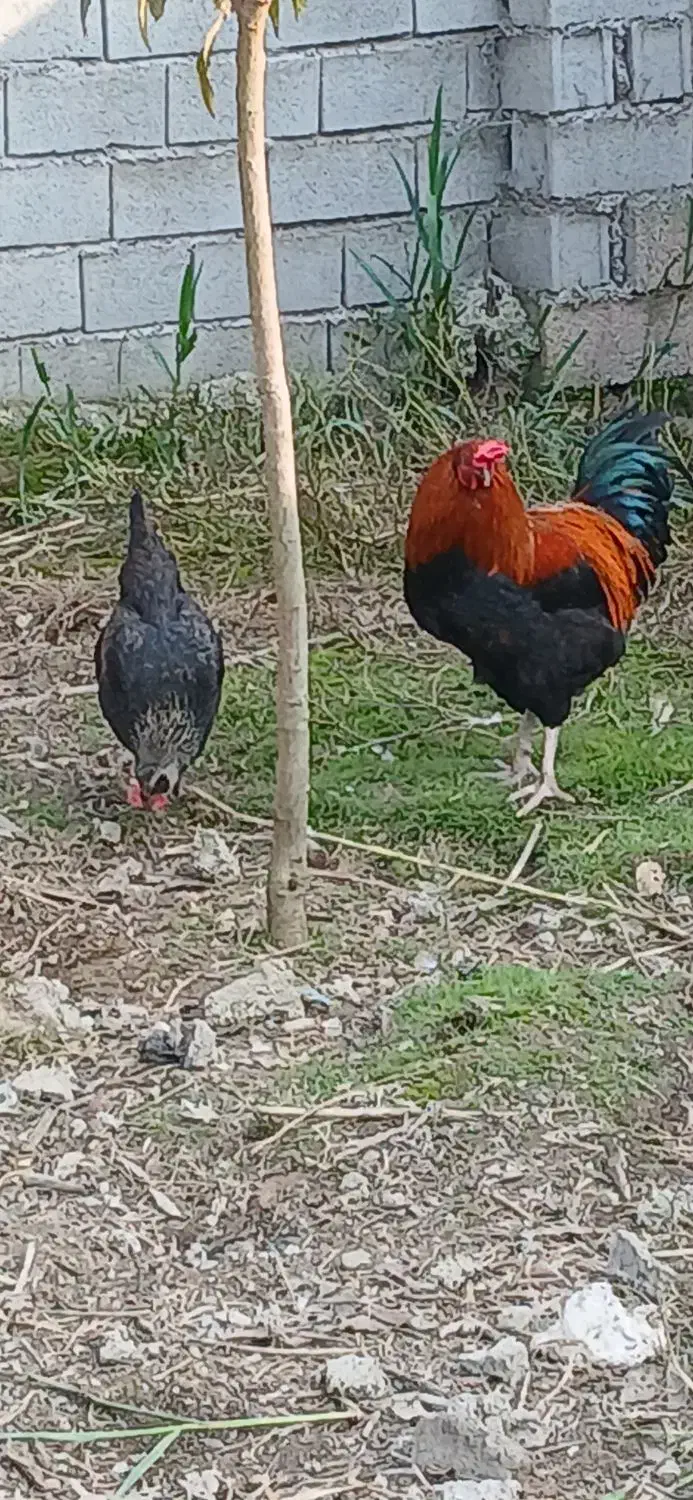 ۳ تا خروس دورگه گلین لاری|حیوانات مزرعه|زرگرشهر, |دیوار