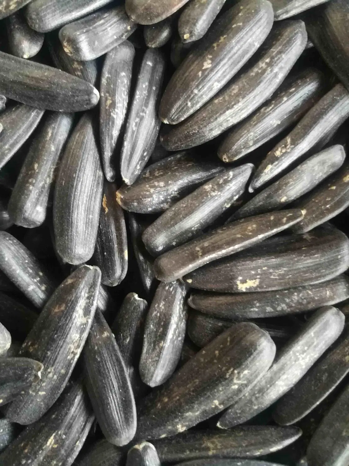 تخمه ها|خوردنی و آشامیدنی|تهران, استخر|دیوار