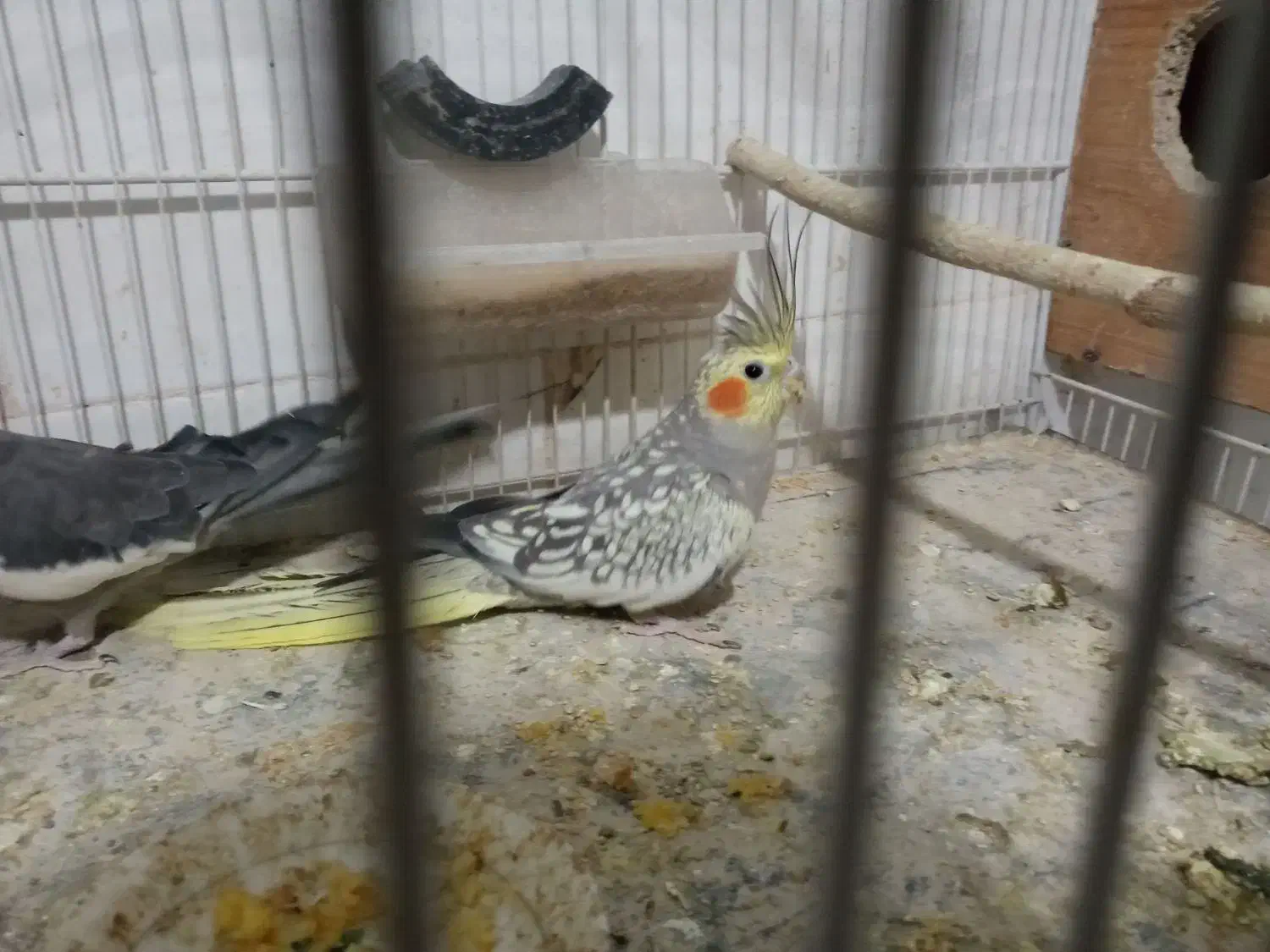 پرنده|پرنده|تربت جام, معدآباد|دیوار