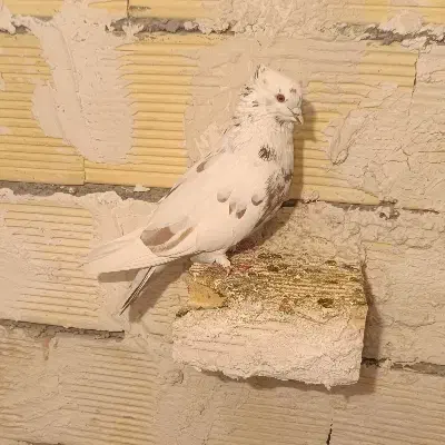 کبوتر|پرنده|کرمانشاه, |دیوار