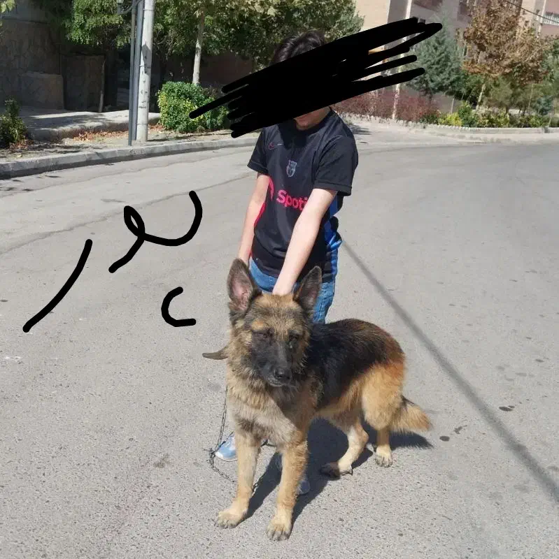 توله های ژرمن آماده تحویل|سگ|مشهد, وکیلآباد|دیوار