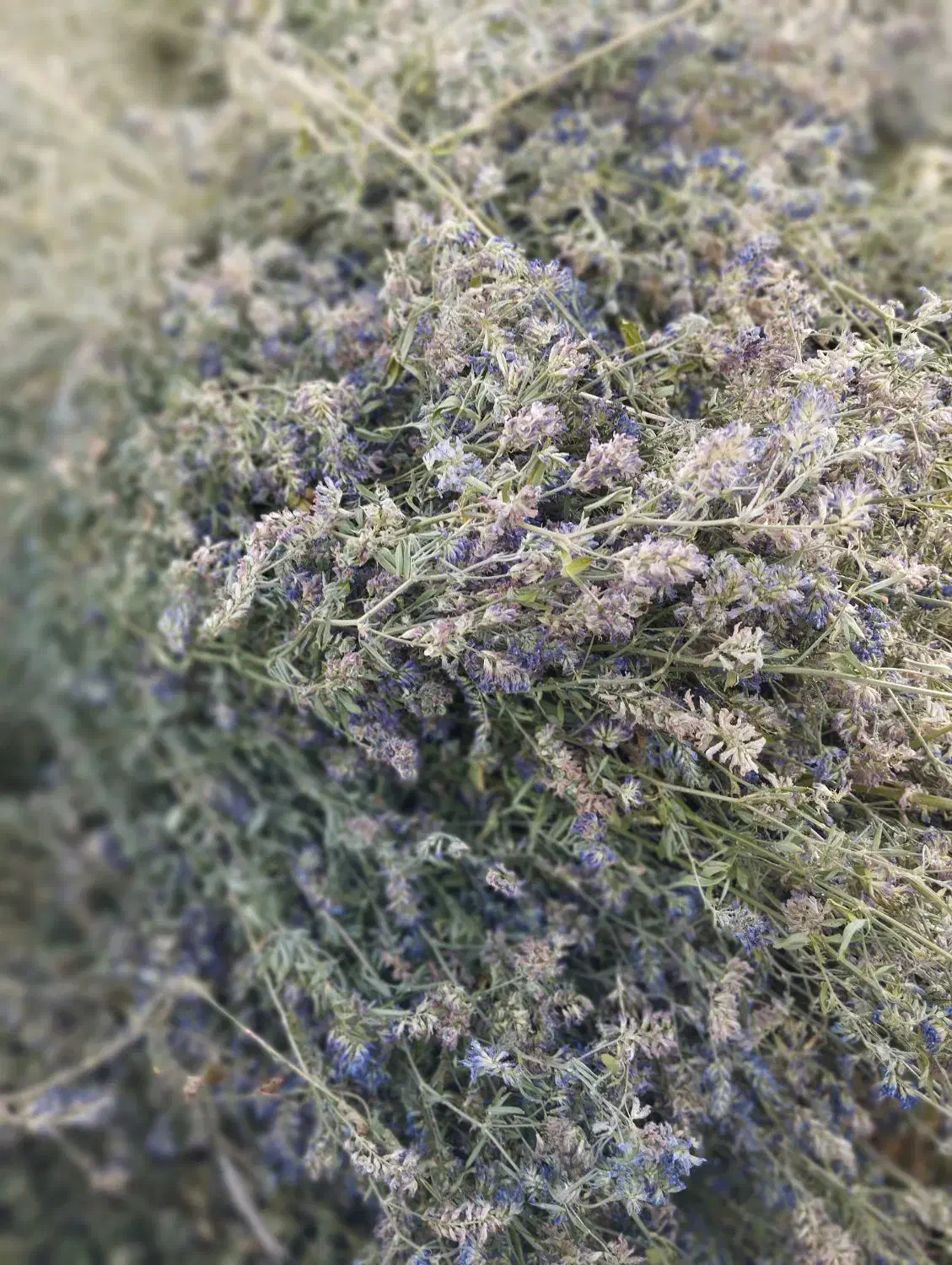 یونجه درجه یک دیمی موجود هزار بند|لوازم جانبی حیوانات|خلخال, |دیوار