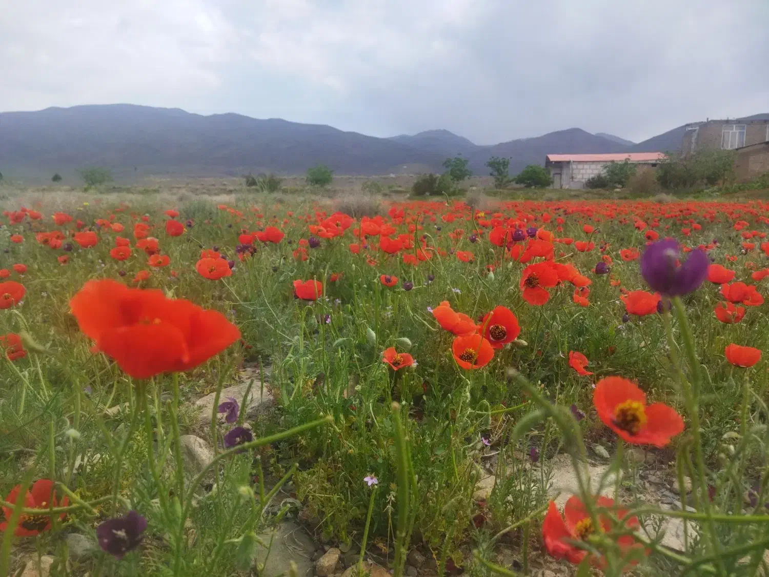 یک نفر جای خالی سرویس خرو|خدمات حمل و نقل|نیشابور, شهرک بهداری|دیوار