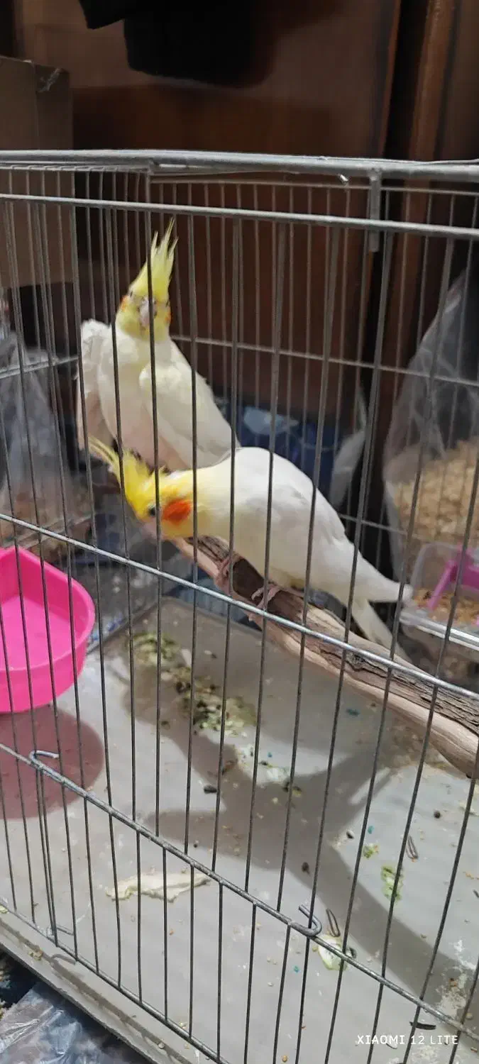 جفت عروس هلندی مولد|پرنده|دزفول, |دیوار