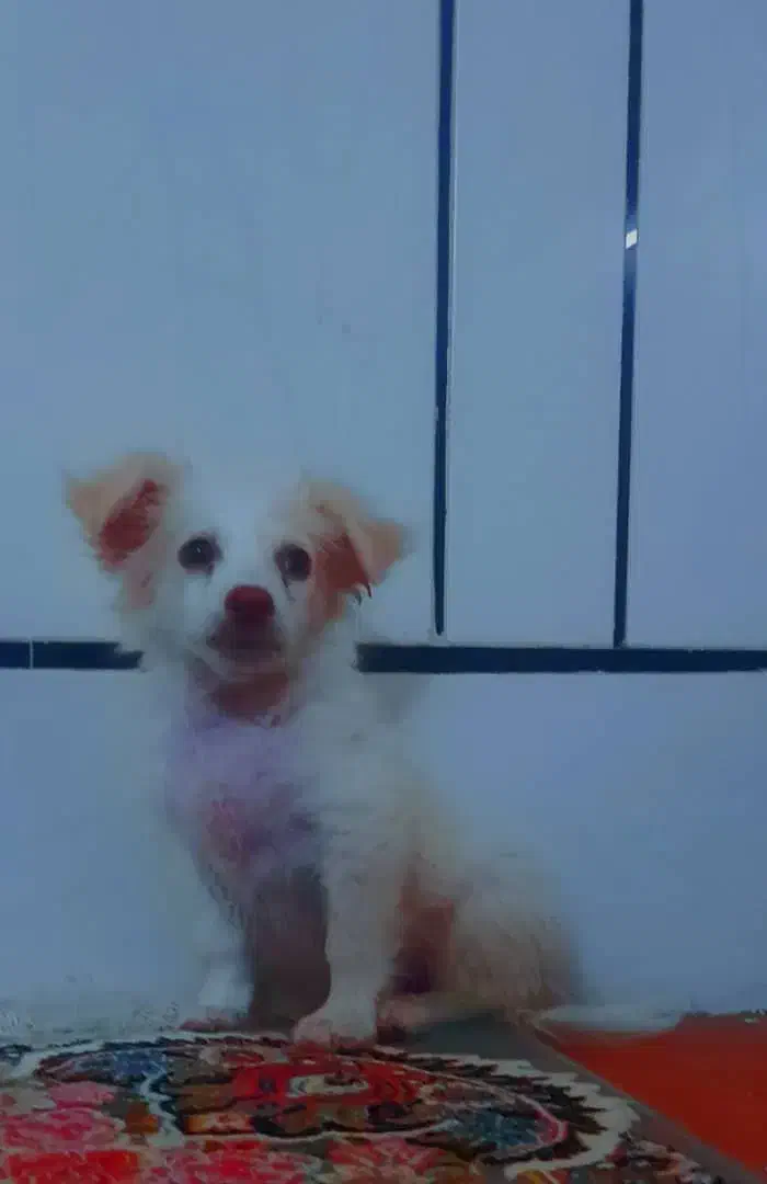 فروش سگ به قیمت ۳۰۰۰۰۰۰۰|سگ|مسجد سلیمان, |دیوار