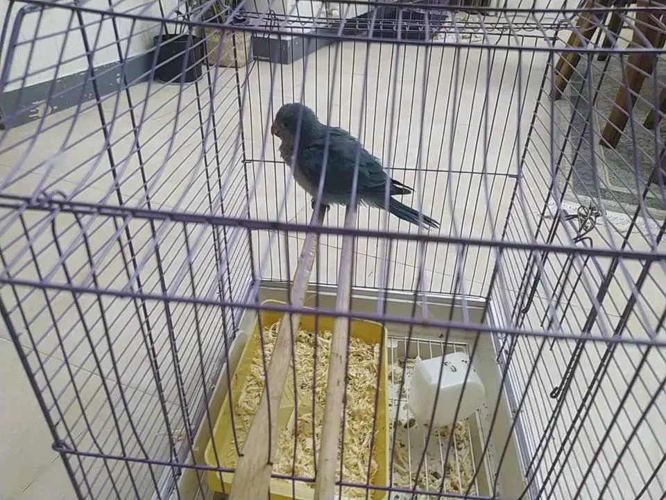 فروش جوجه طوطی راهب|پرنده|بابلسر, |دیوار