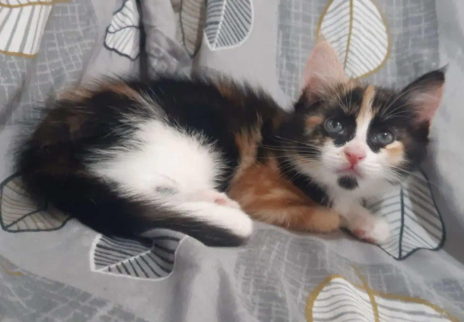 گربه گمشده|گربه|مراغه, |دیوار