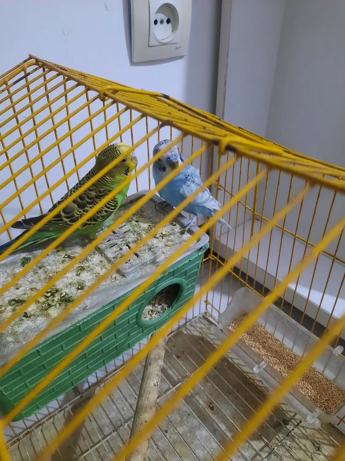 پرنده|پرنده|مشکیندشت, |دیوار