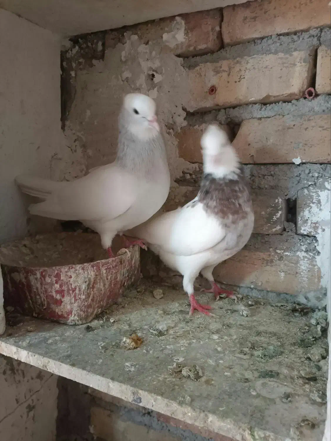 طوقی ابی|پرنده|تربت‌حیدریه, باغ سلطانی|دیوار