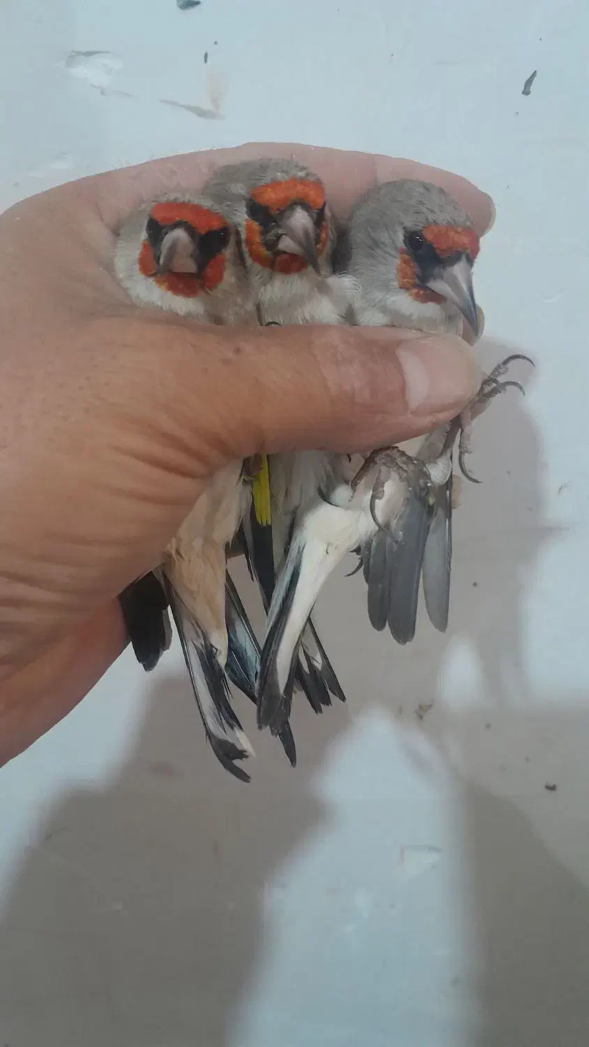 سهره سینه سرخ سهره کرمونی|پرنده|مشهد, شهرک بهارستان|دیوار