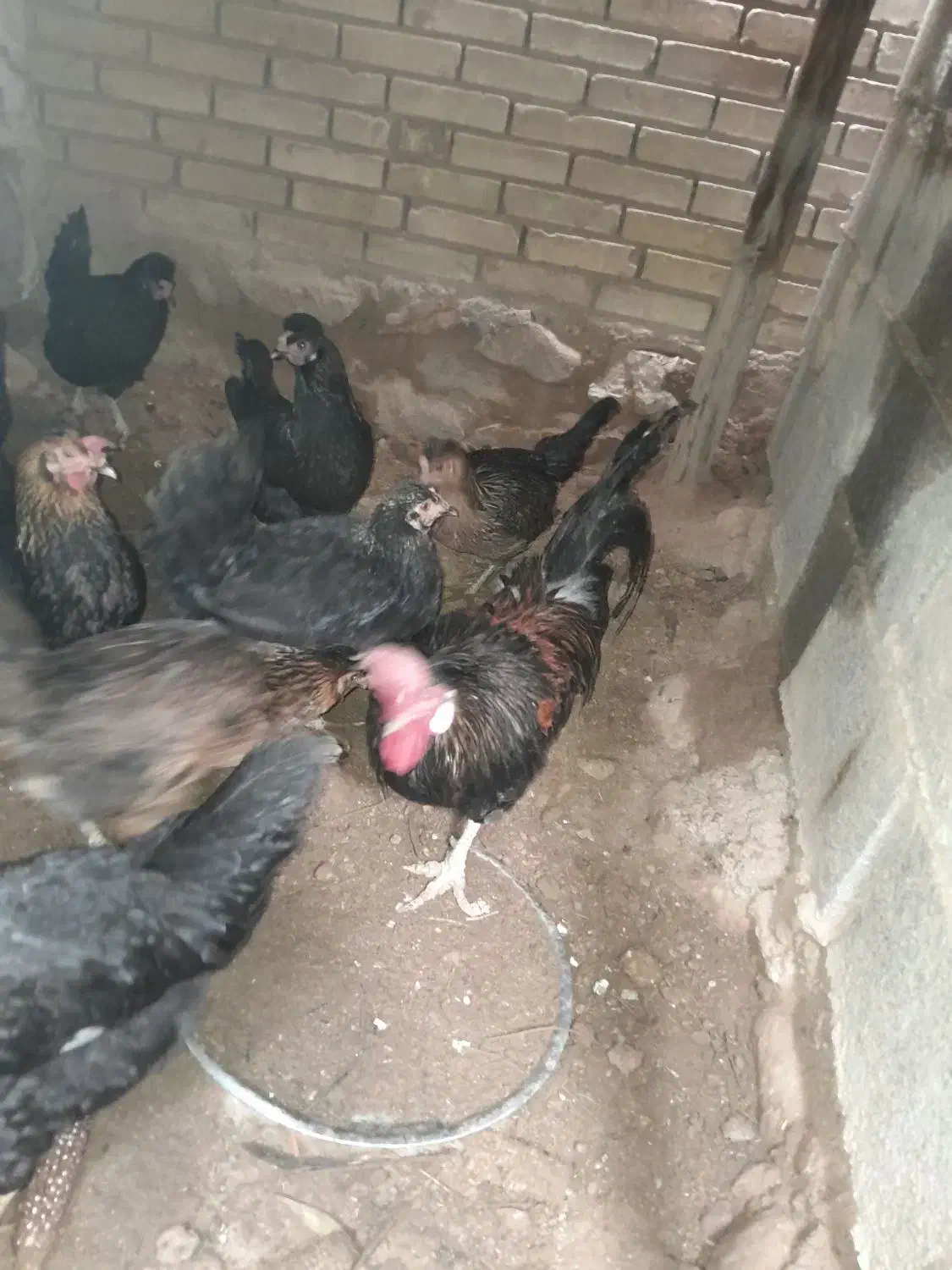 خ ر و س|حیوانات مزرعه|فسارود, |دیوار