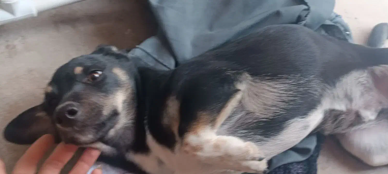 سگ پاکوتاه نرچهار چشم|سگ|کرمان, |دیوار