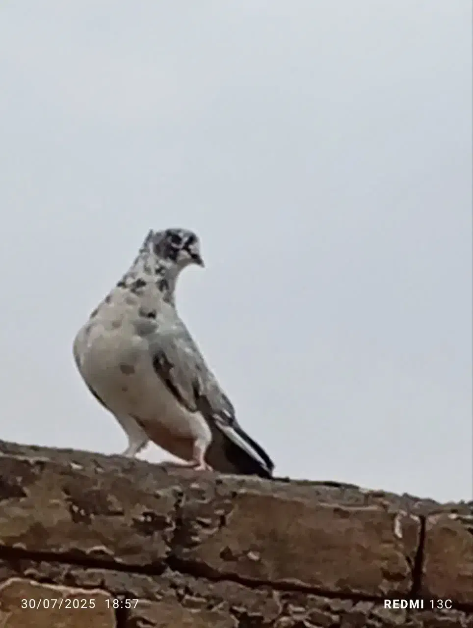 کفتر نر سالم|پرنده|قم, نیروگاه|دیوار