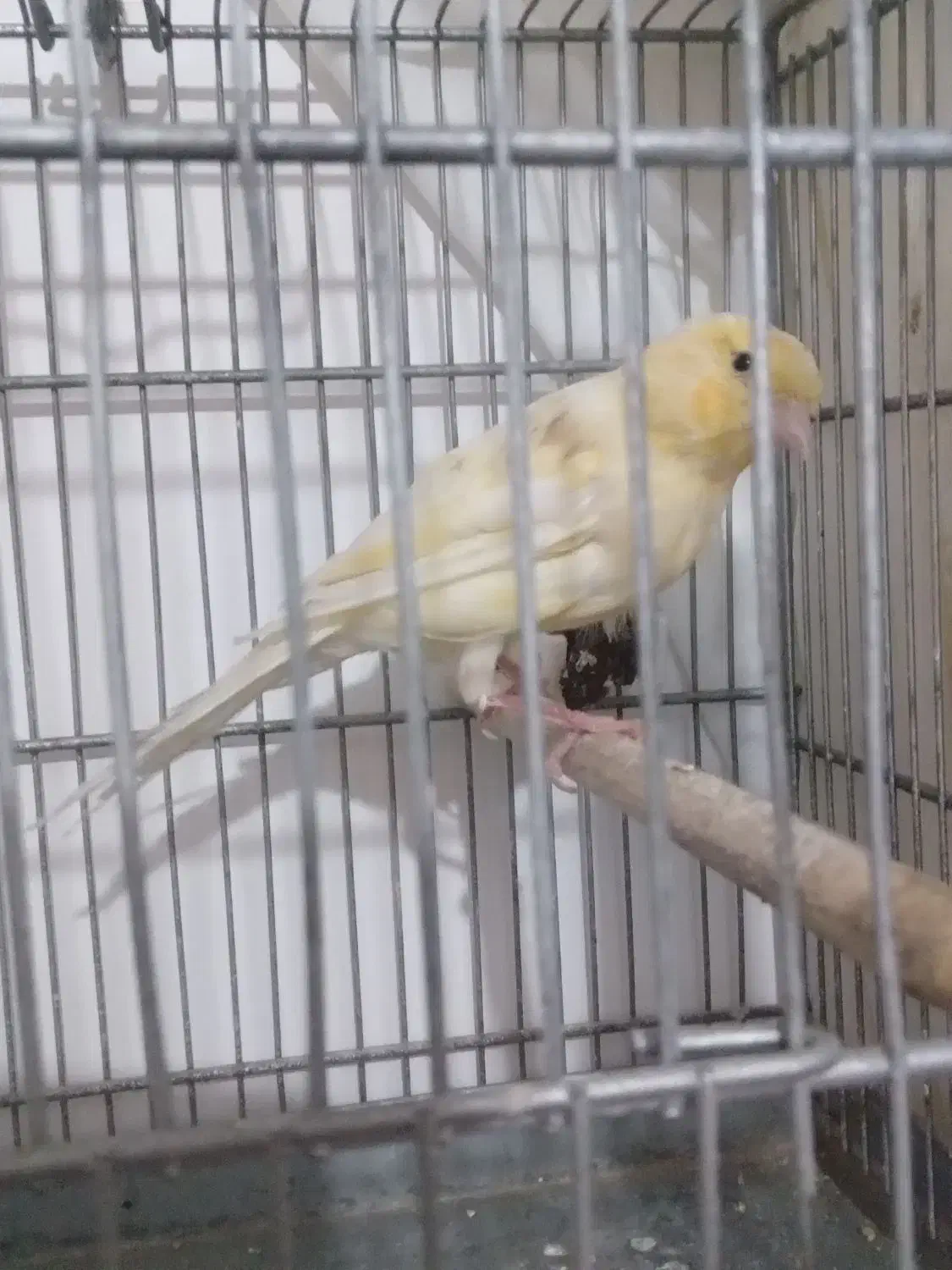 قناری، سهره|پرنده|اسفرورین, |دیوار