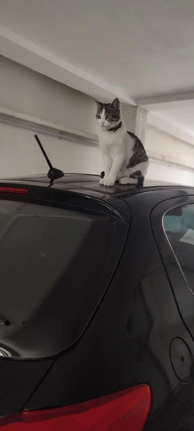 گربه گمشده با قلاده|گربه|گنبد کاووس, |دیوار