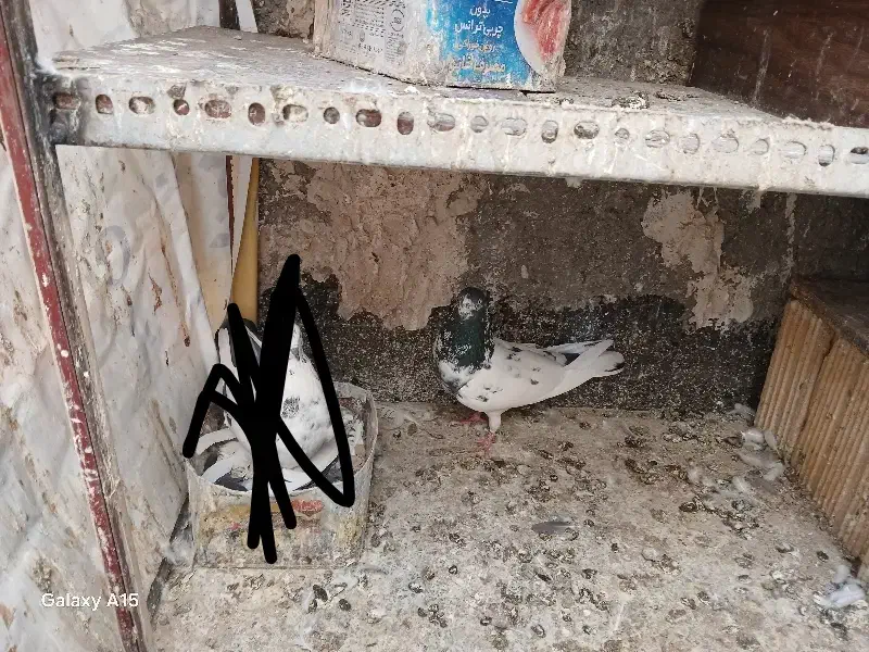 گمشده|حیوانات|نسیم‌شهر, |دیوار