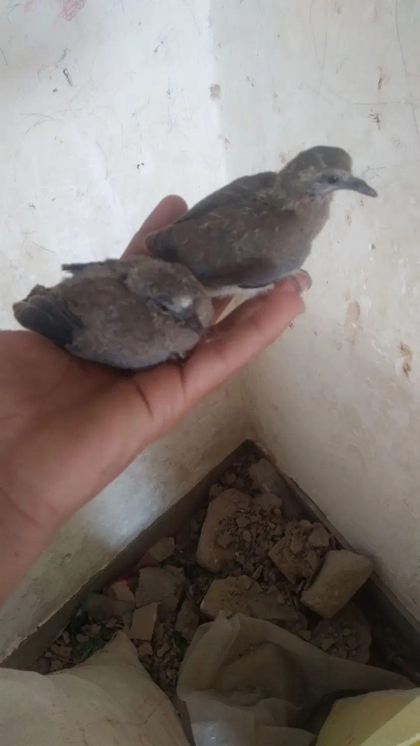 شاتو|پرنده|سراوان, |دیوار