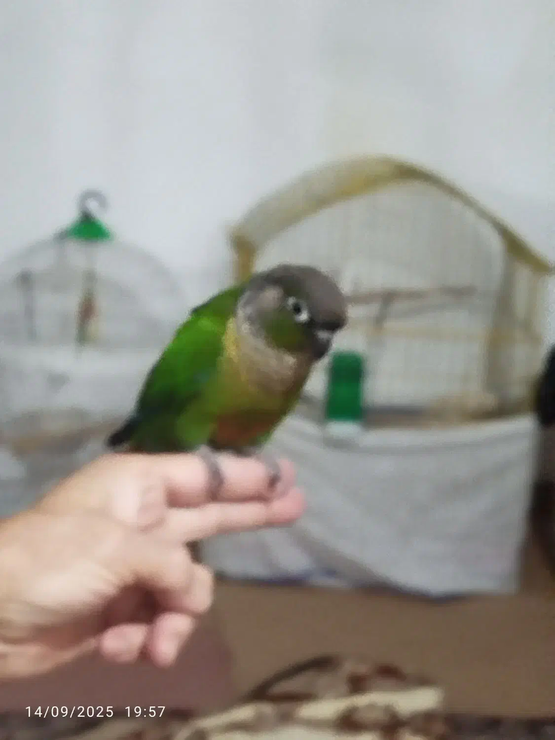 طوطی گرینچیگ|پرنده|دهگلان, |دیوار