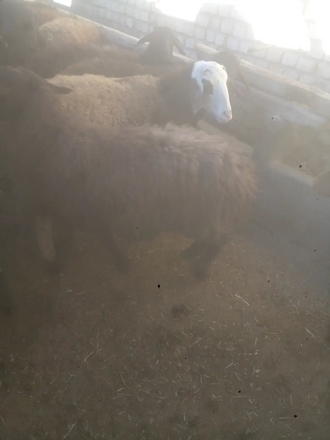 ۱۴راس سیشک شکم دوم قزل افشار|حیوانات مزرعه|فریدونشهر, |دیوار