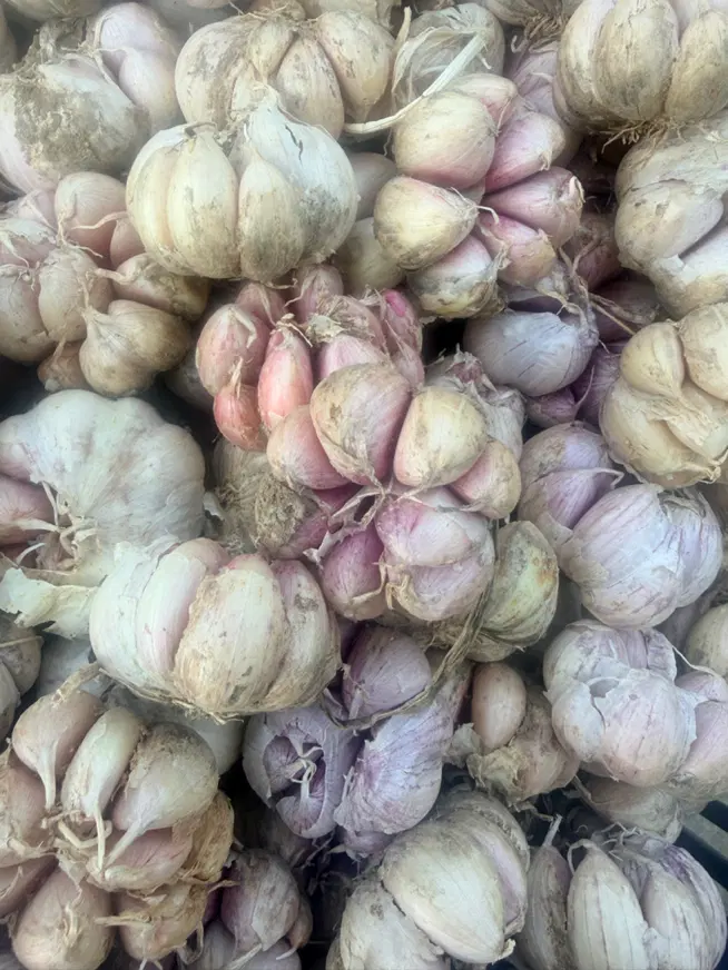 سیر|خوردنی و آشامیدنی|تبریز, |دیوار