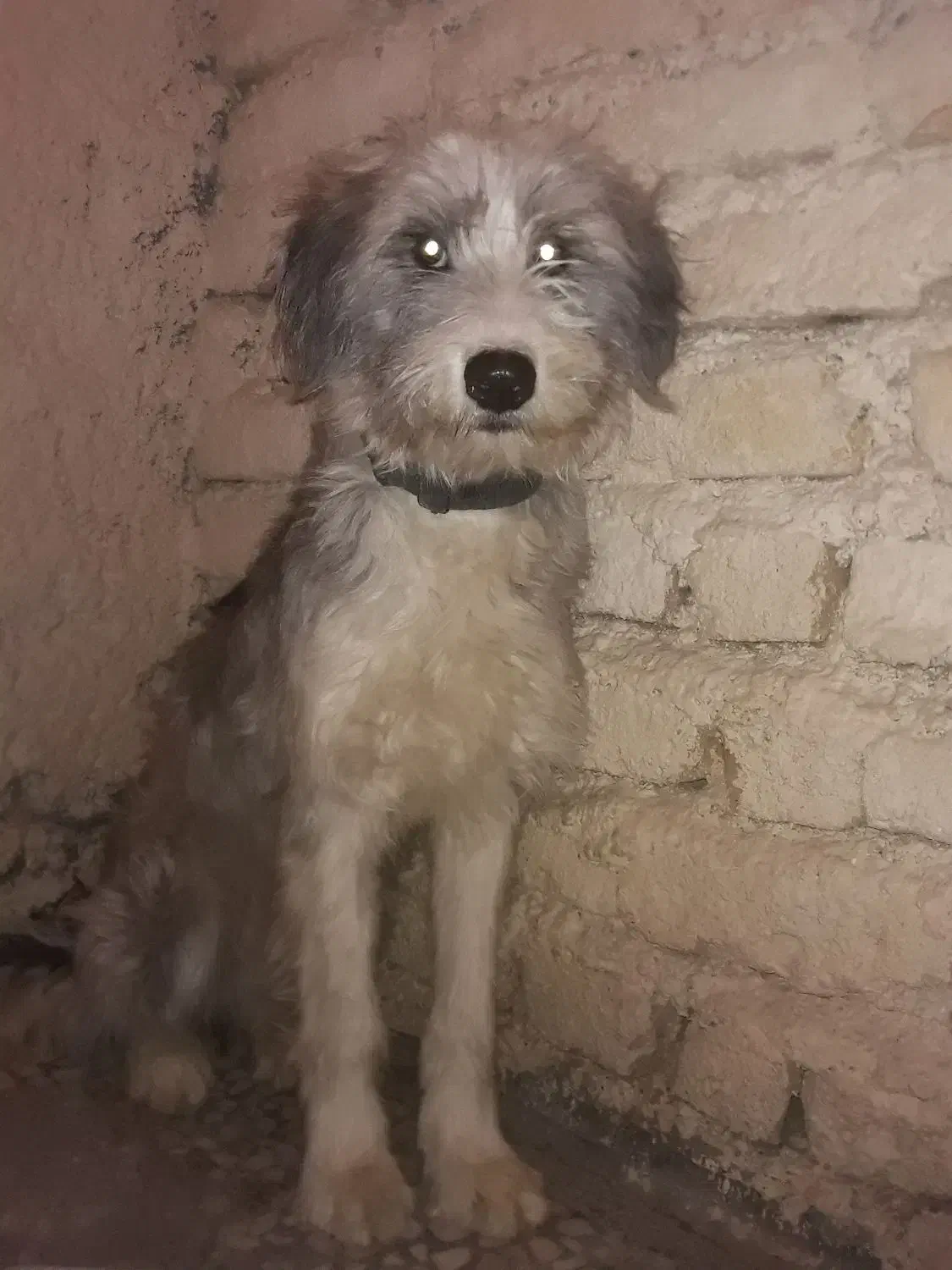 توله سگ ماده قدرجونی ریشی گله ای|سگ|اصفهان, کوی امیریه|دیوار